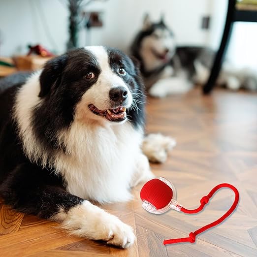 Rolling Pet Ball