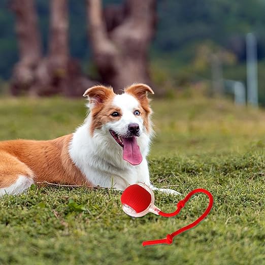 Rolling Pet Ball